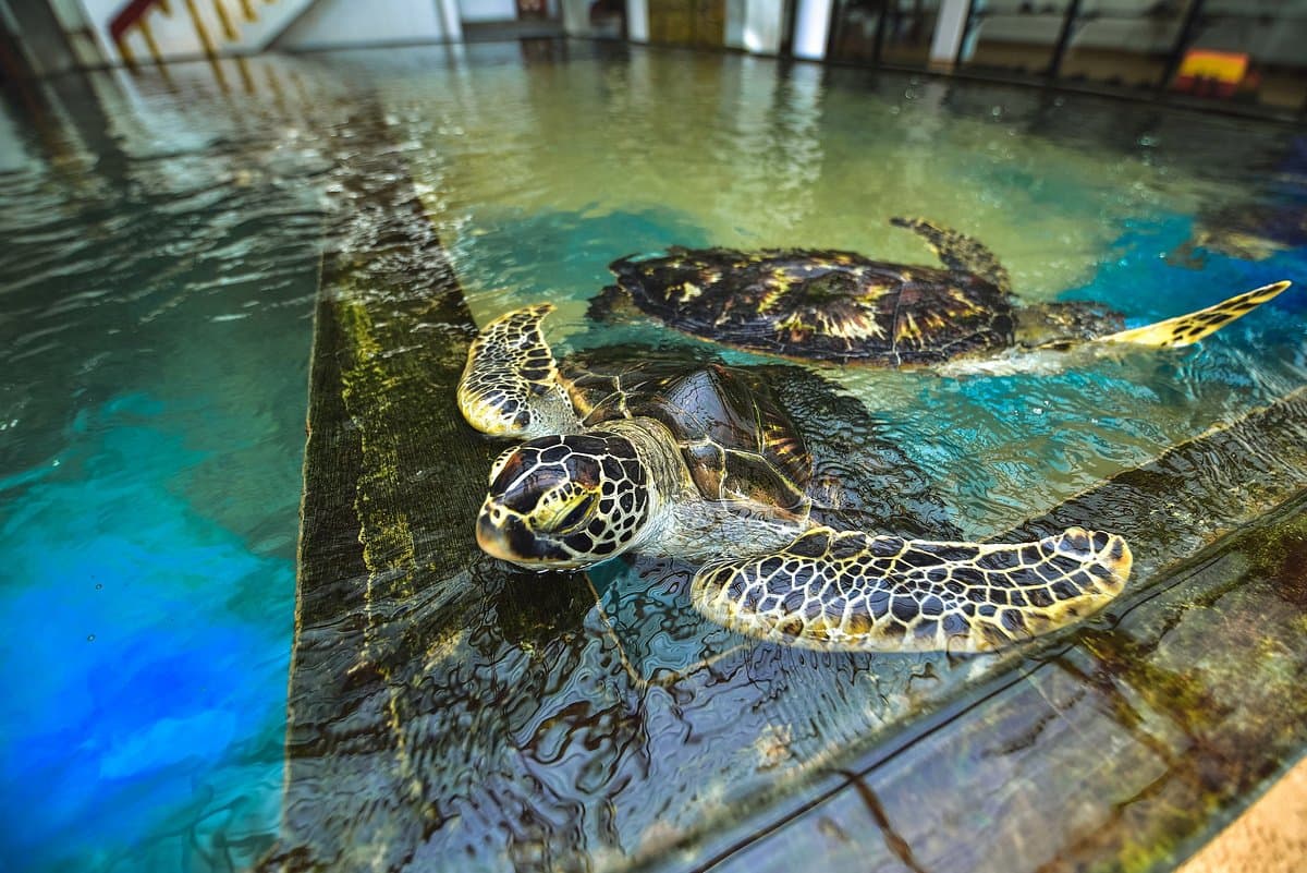 Turtle Hatchery, Hikkaduwa