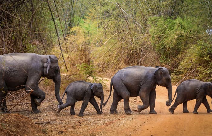 Wasgamuwa National Park (North Central Province)