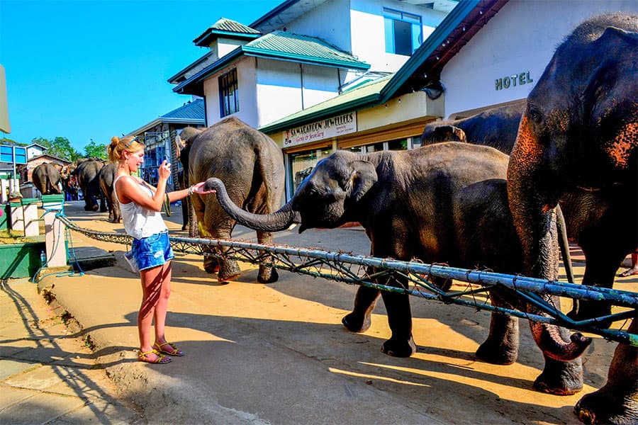 Pinnawala Elephant Orphanage